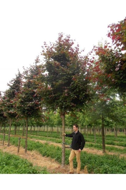 Фундук Червоний на штамбі посадка